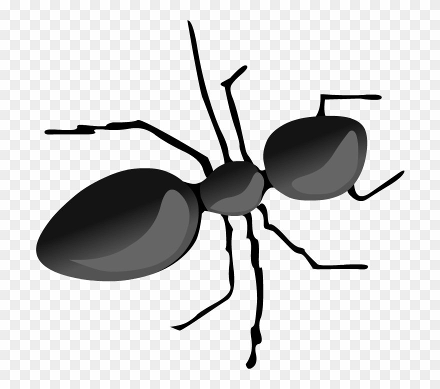 Ants Clipart