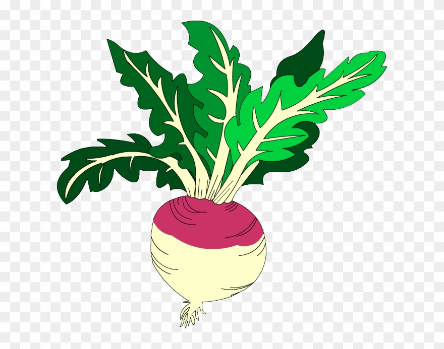 Giant Clipart Turnip - Png Download