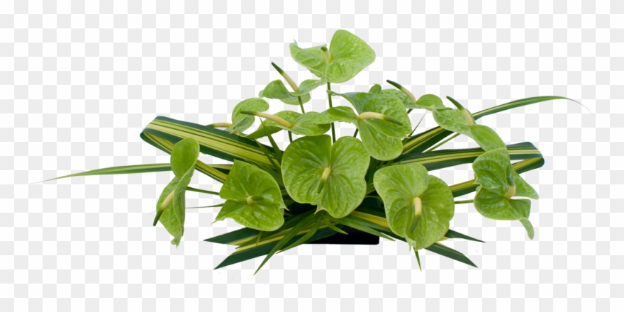 Green Anthurium Hawaiian Flowers Previous Next Clipart