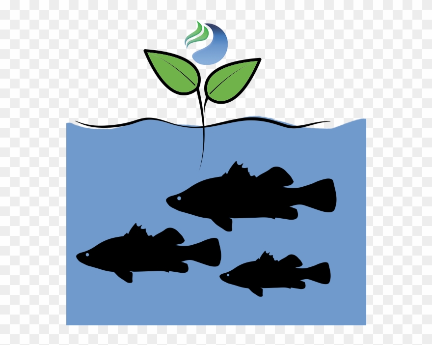 Eco-friendly Poissons Avantages Bulles Clipart
