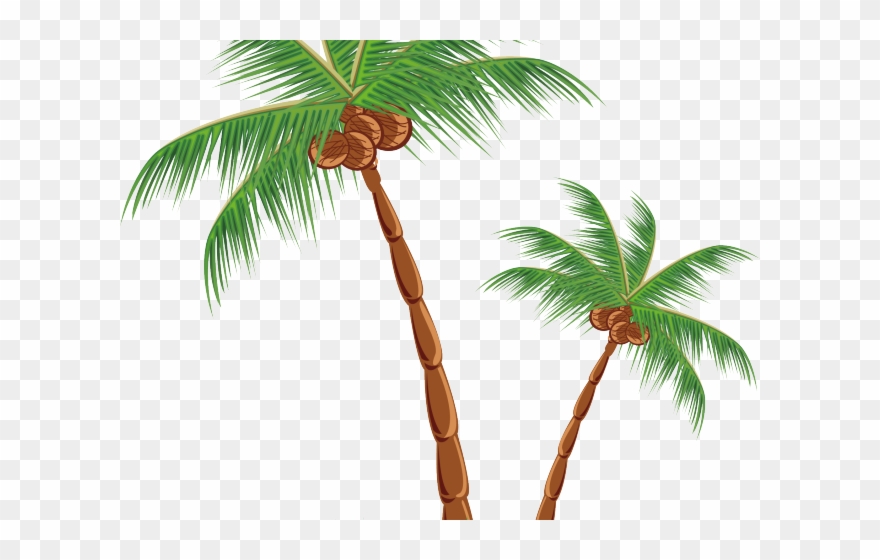 Plants Clipart Coconut Tree - Png Download
