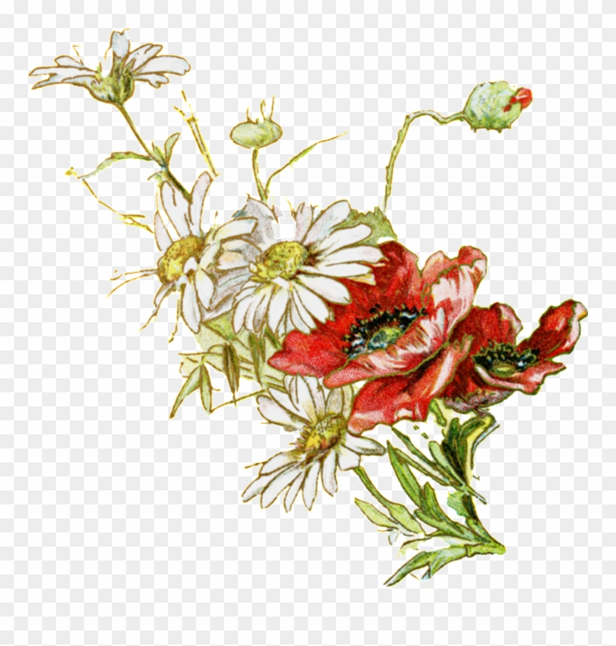 Fresh White Hand Drawn Chrysanthemum Decorative Elements Clipart