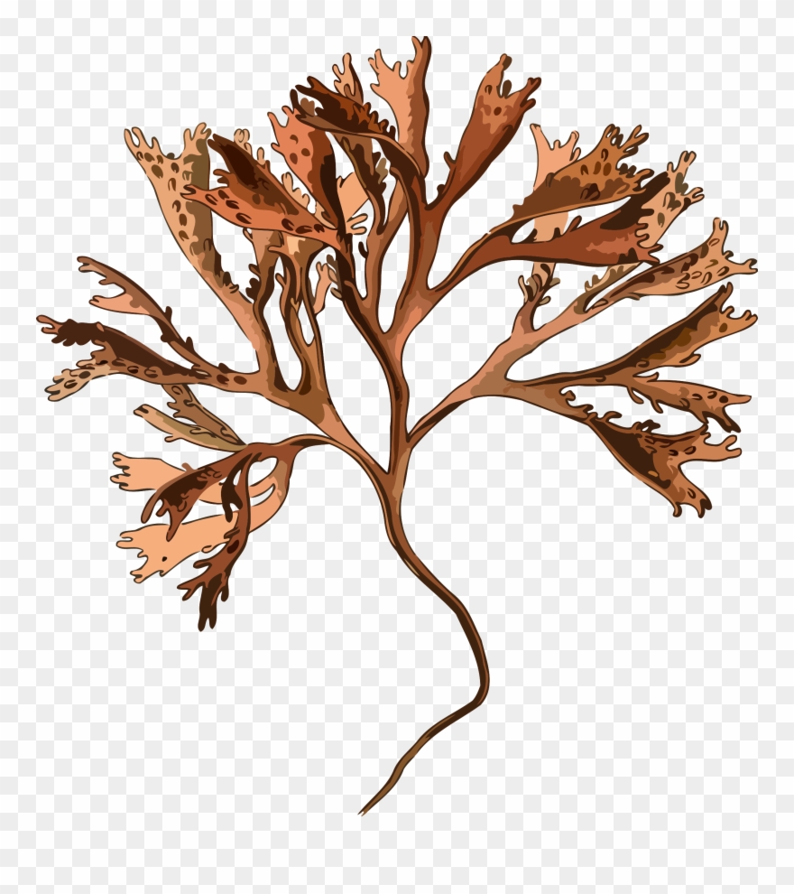 Walnut Tree Clip Art - Png Download