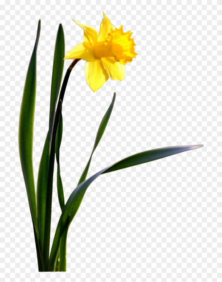 Daffodils Png Transparent Images Clipart