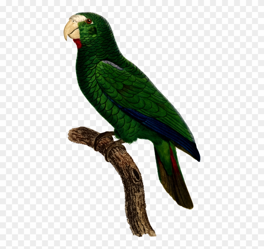 Parrot Bird Watercolor Painting Clipart