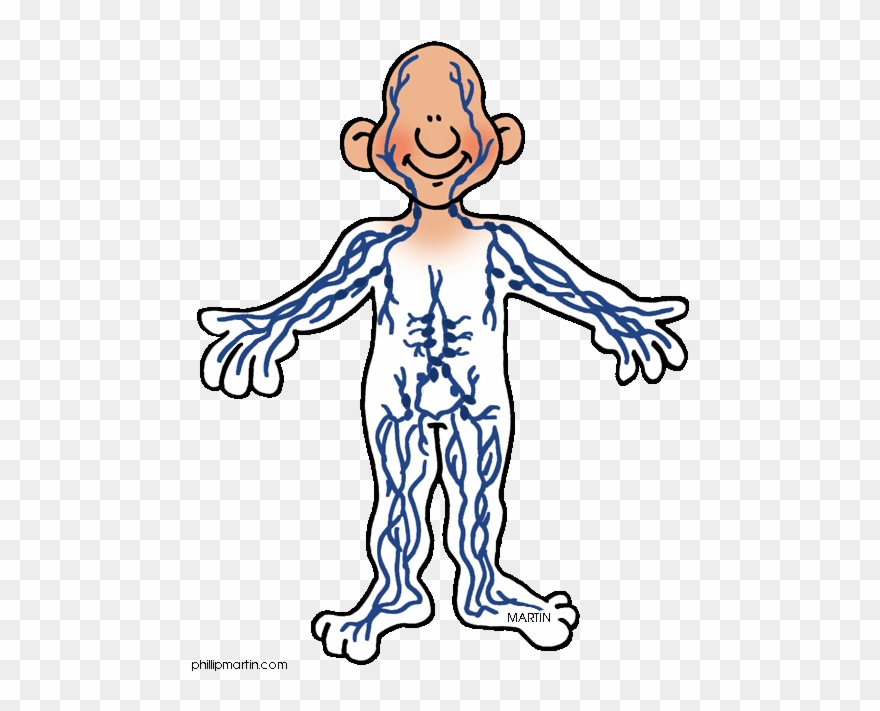 Clip Art Lympatic System In The - Png Download