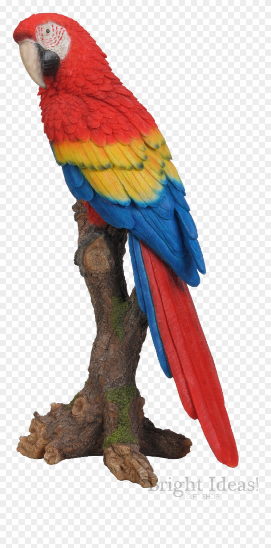 Red Macaw Exotic Bird Vivid Arts Real Life Clipart