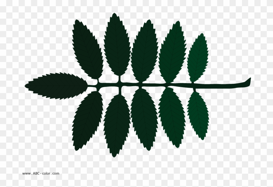 Download Bitmap Clipart Leaves Rowan - Png Download