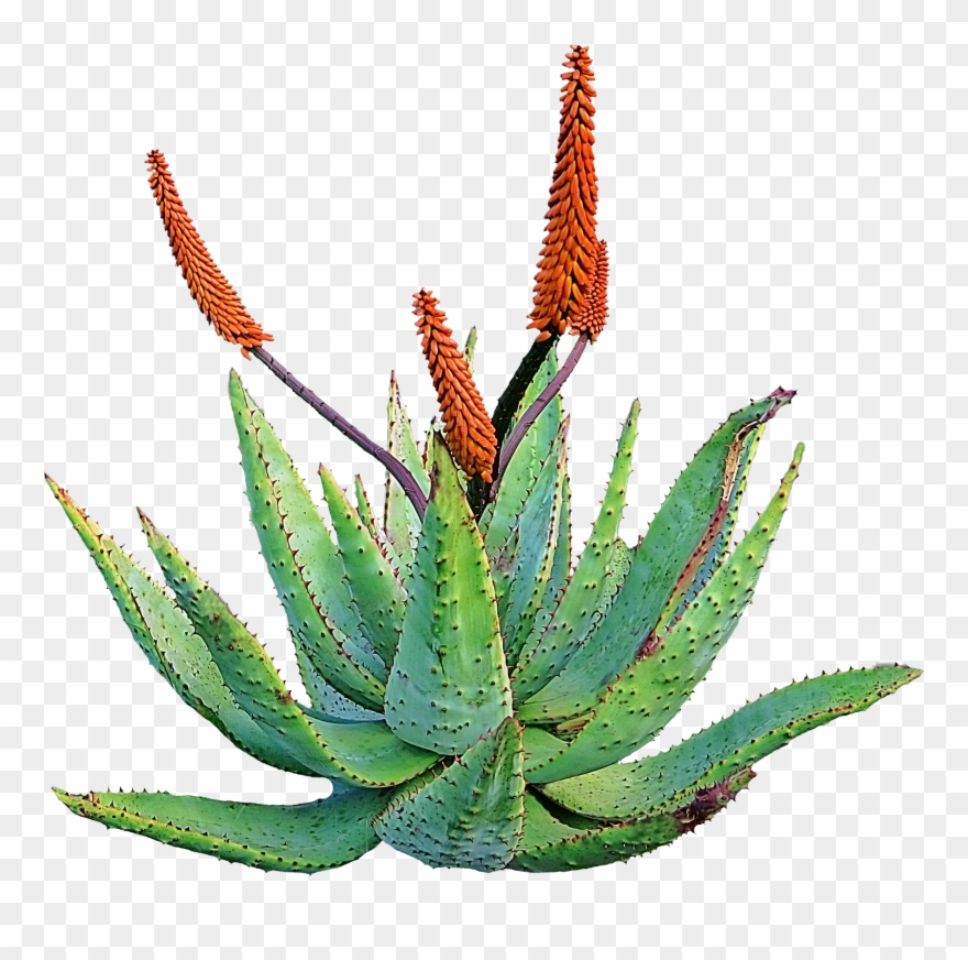 Aloe Drawing Spiky Plant Clipart