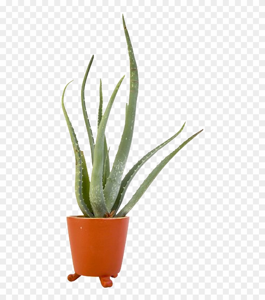 Aloe Vera Hermosa Alta Definición Png De Maceta Clipart