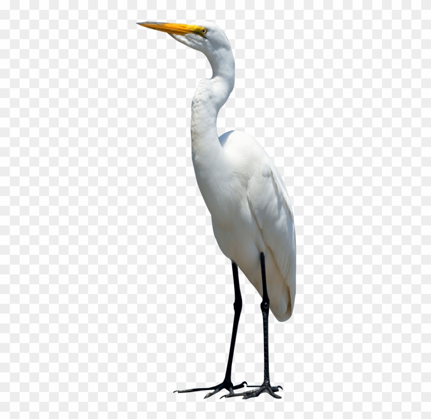 Egret Bird Clipart
