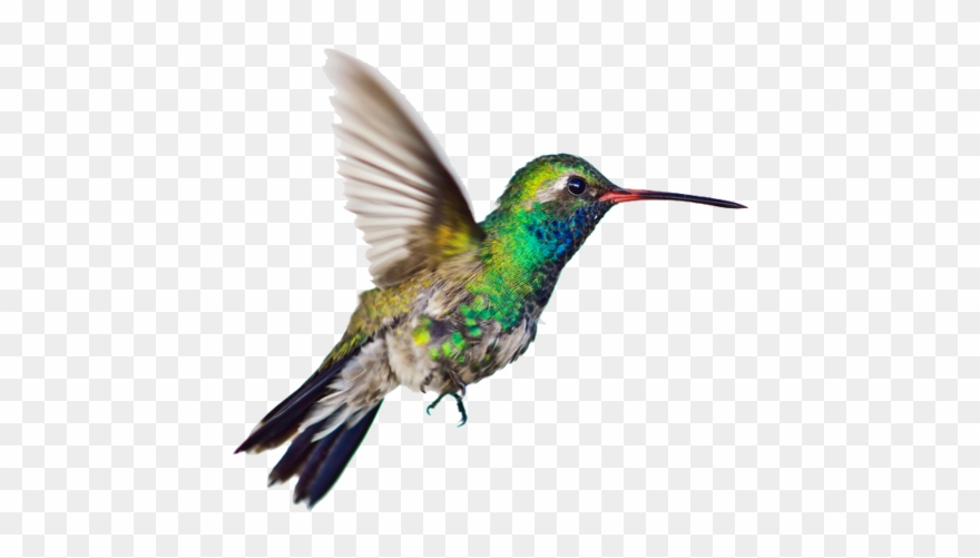Hummingbird Png Clipart Transparent Png