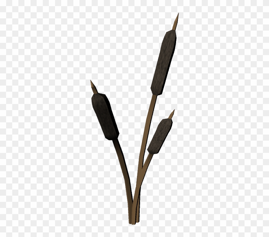 Cattails Plant 01 Wesley S Blog Clipart