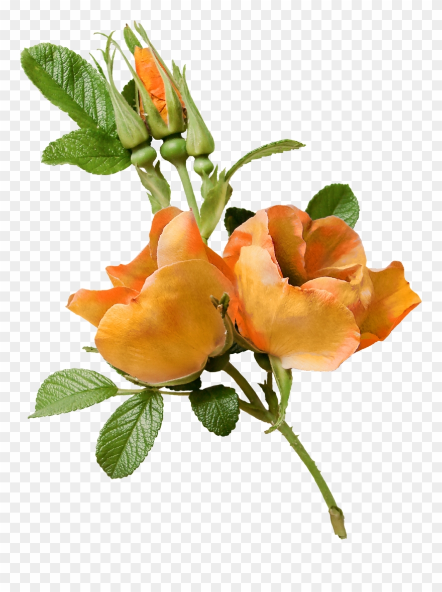 Flower Garden Roses Floral Design Clip Art - Png Download