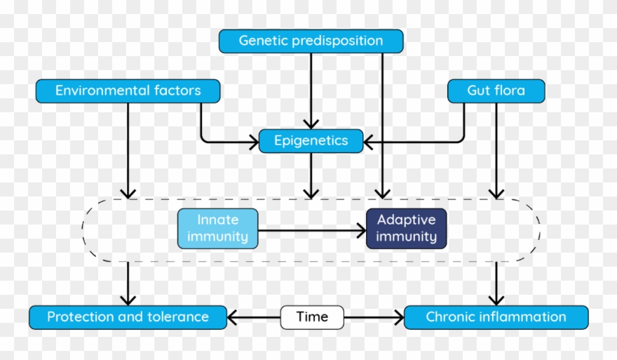 Roles For Genetics And Epigenetics In Inflammatory Clipart
