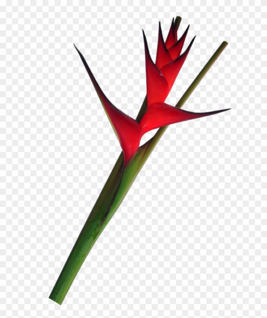 Caribea Red Foliage La Ilusion Buy Import Wholesale Clipart