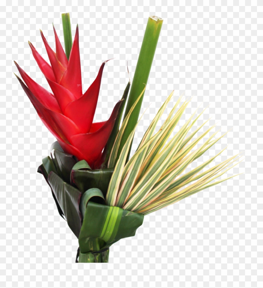 Foliage La Ilusion Buy Import Wholesale Bulk Online Clipart