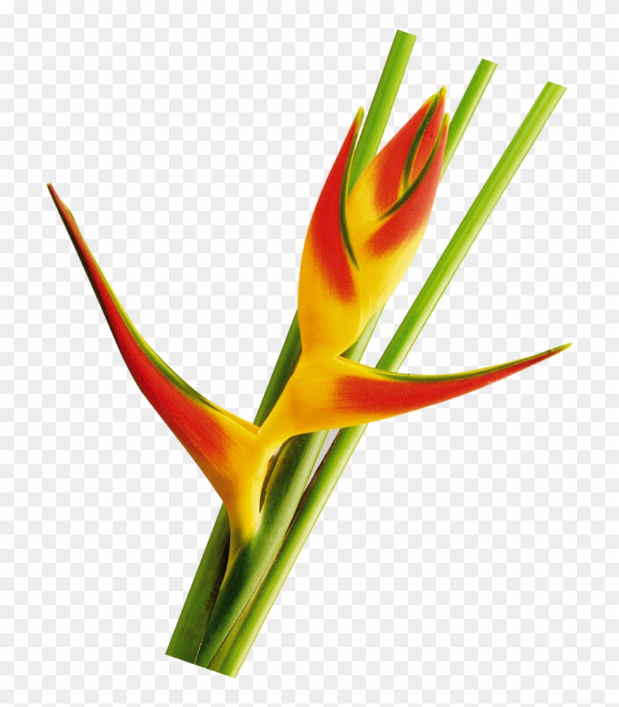 Orthotricha Tricolor Foliage La Ilusion Buy Import Clipart