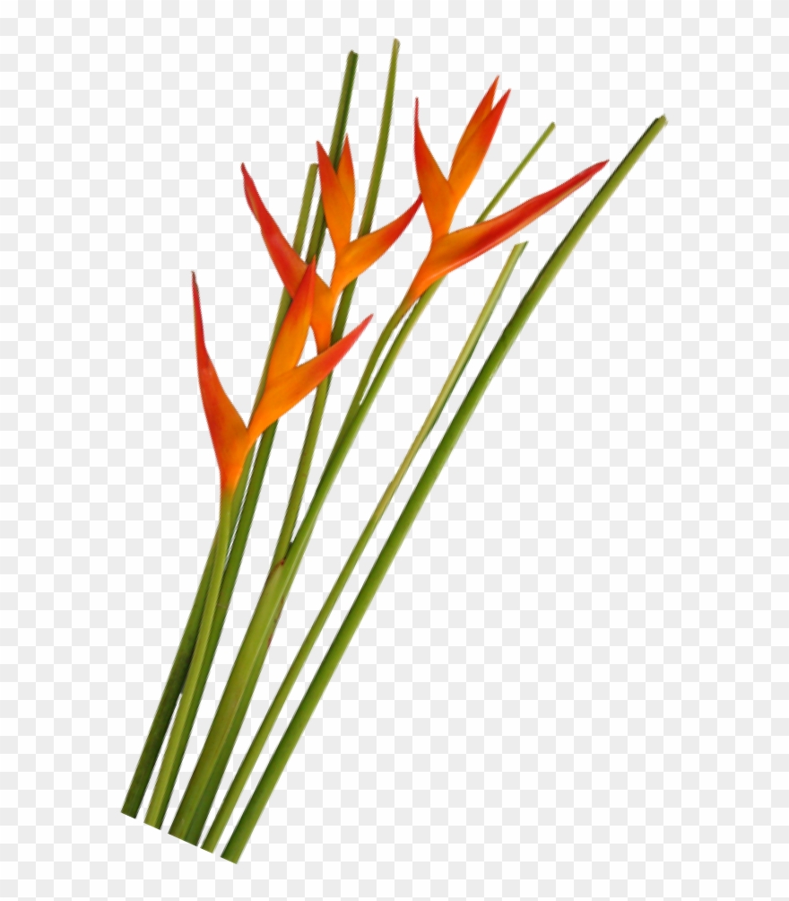 Opal Fire Foliage La Ilusion Buy Import Wholesale Bulk Clipart