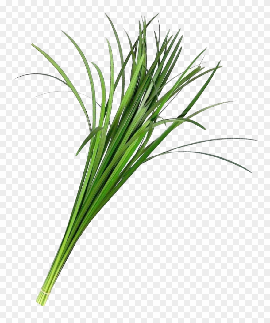 Lily Grass Green Foliage La Ilusion Buy Import Wholesale Clipart