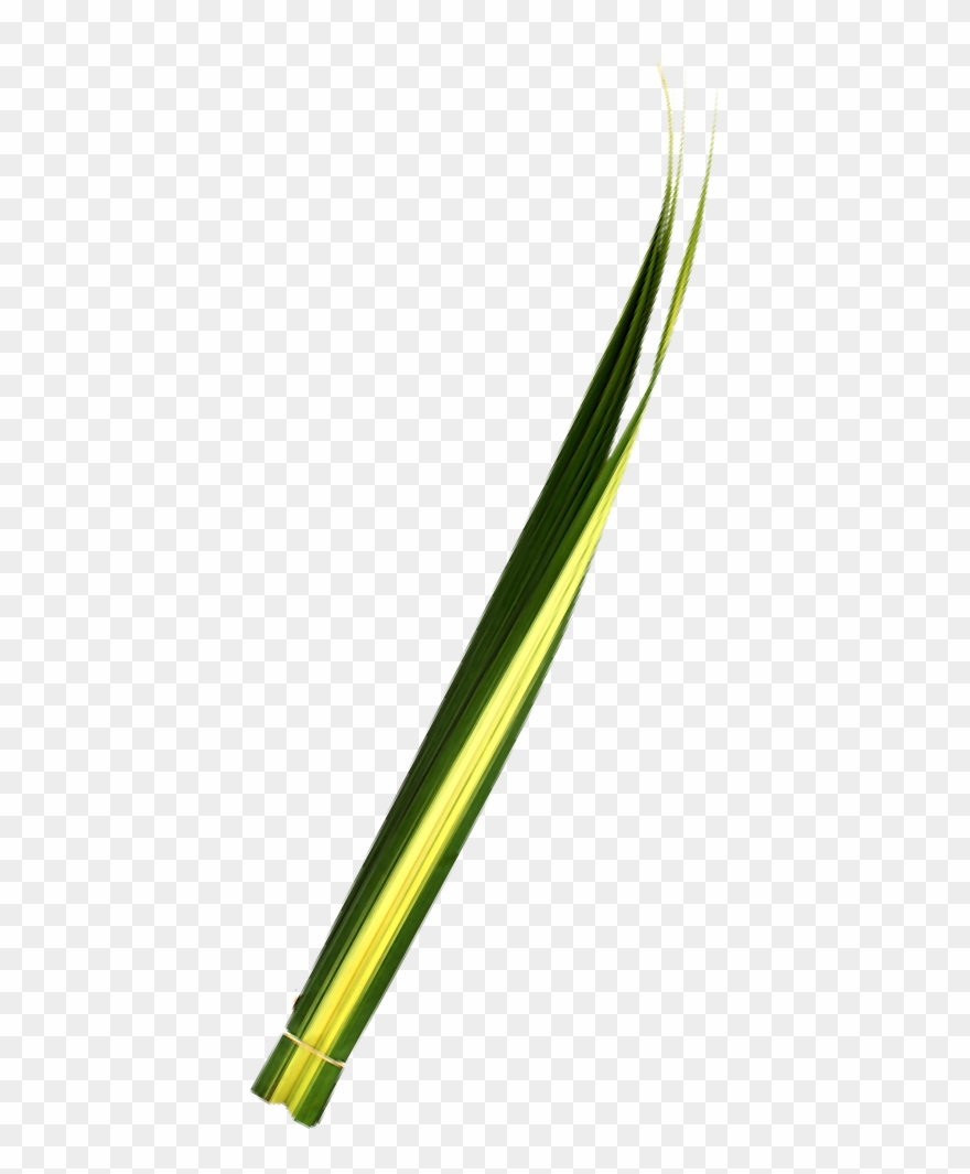 Buy Pandanus Foliage La Ilusion Buy Import Wholesale Clipart