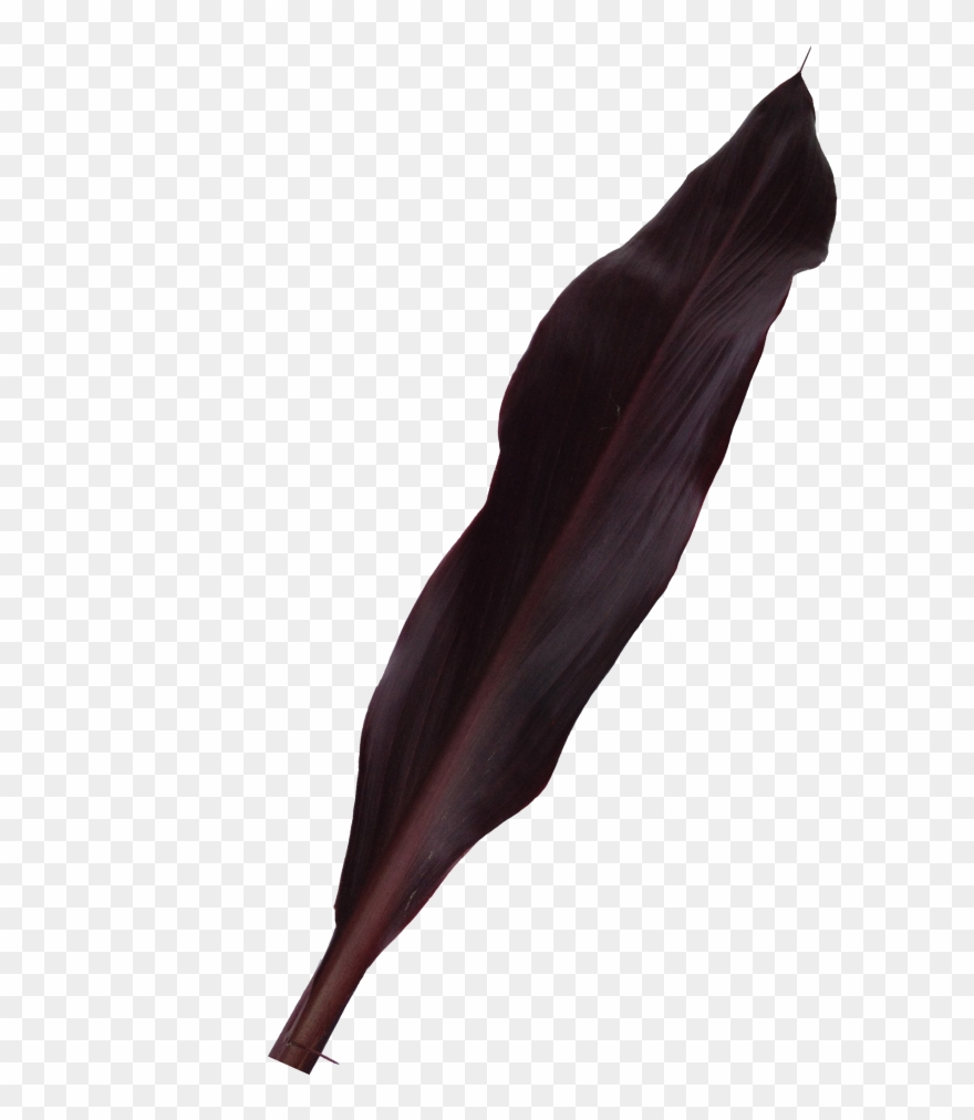 Buy Purple Ti Foliage La Ilusion Buy Import Wholesale Clipart