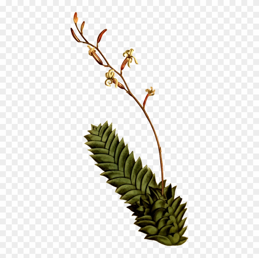 Medium Image Clipart