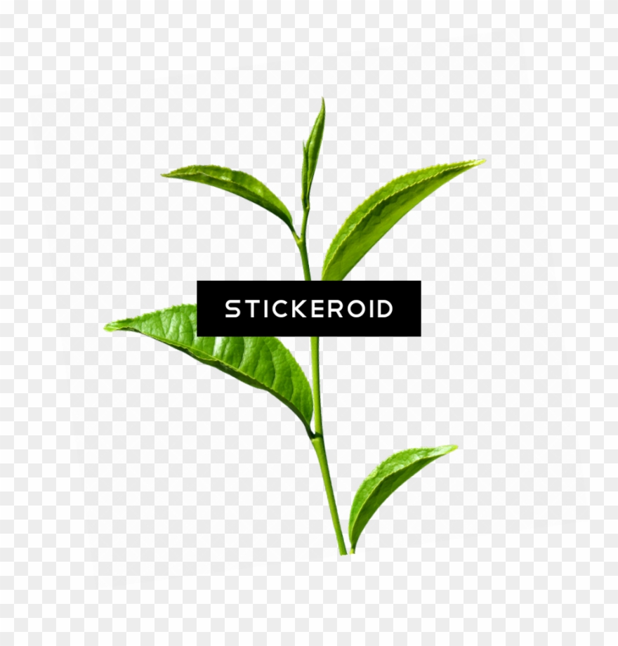 Чайное Растение Green Tea Clipart