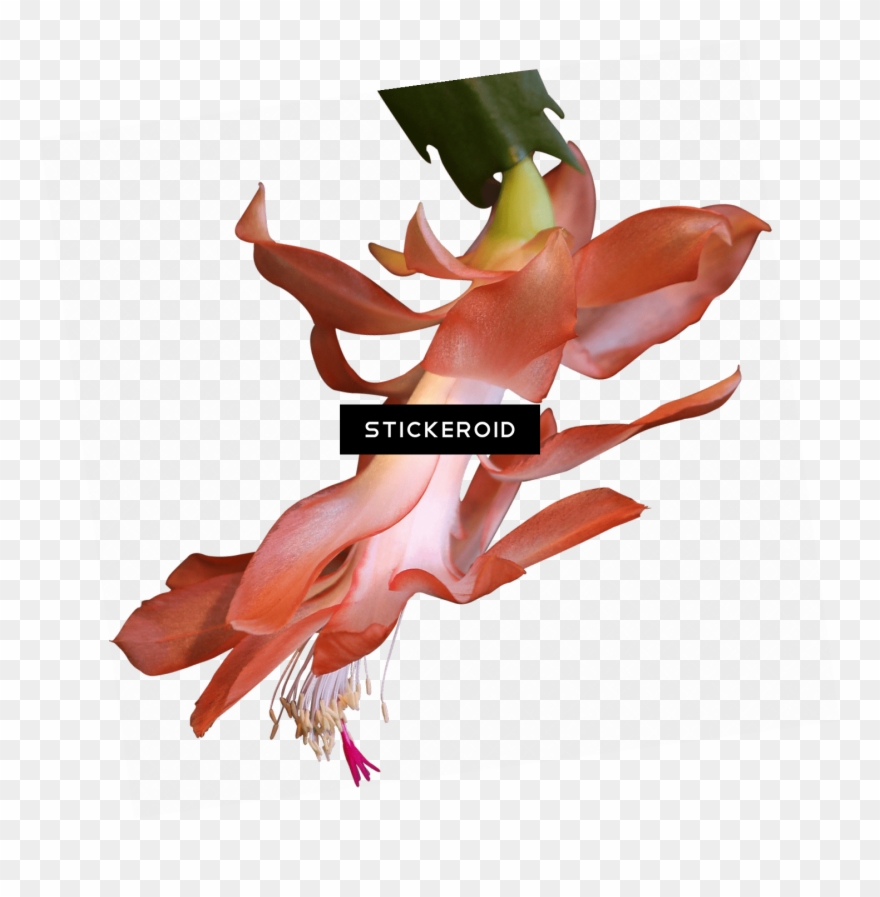 Exotic Plant Clipart