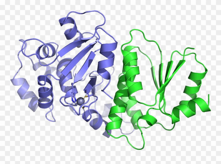 Budding-yeast Shu1 - Shu2 Complex Clipart