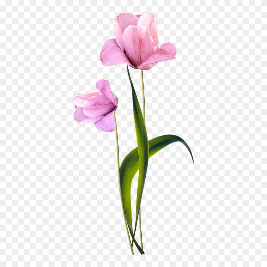 Tubes Fleurs Clipart