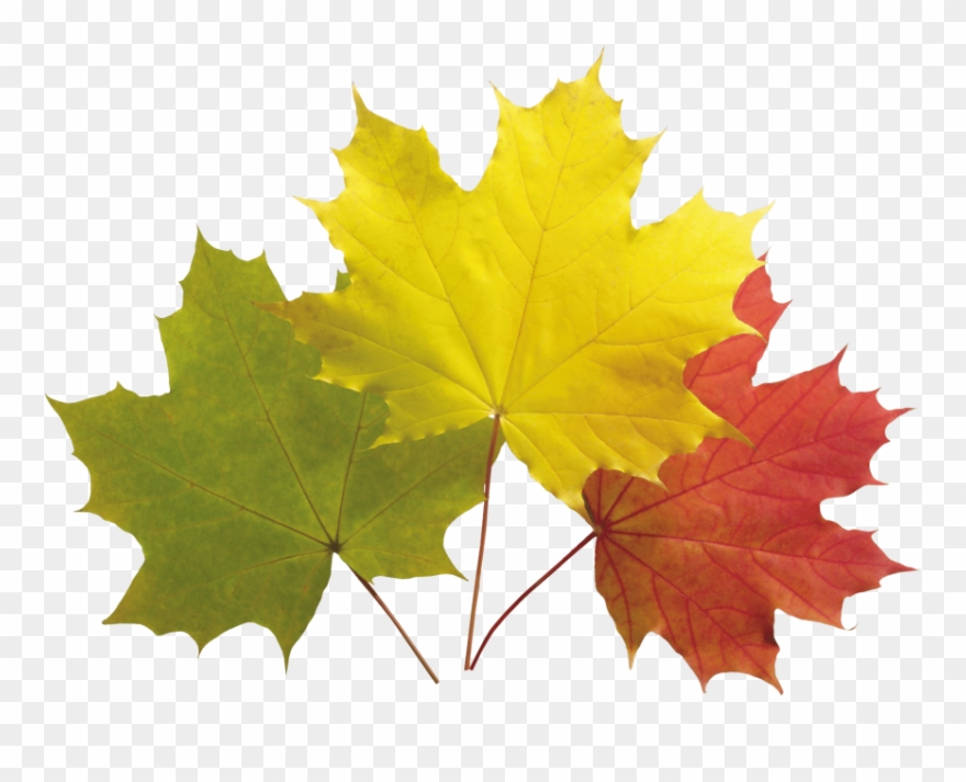 Download Autumn Leaf Clipart Png Photo Transparent Png