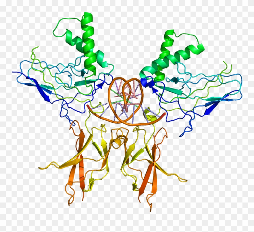 Structure Of The Nfkb2 Protein Clipart