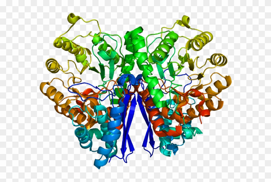 Structure Of The Ese Protein Clipart