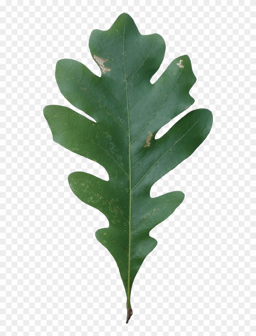 Acorn Leaf Png Clipart