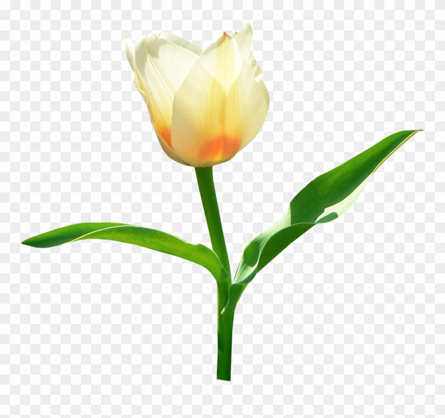 Tulip Clipart Transparent Background - Png Download