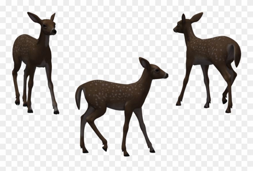 Fawn 10 By Free Stock By Wayne On Clipart Library - Png Download