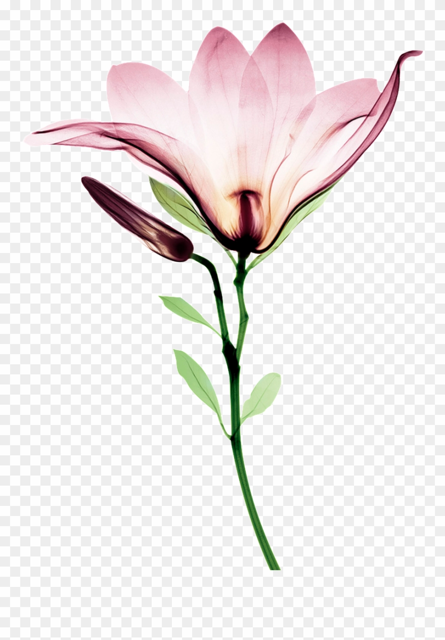 Blooming Watercolor Flower Transparent Clipart