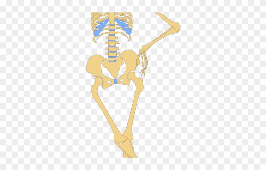 Skeleton Clipart Yoga - Png Download