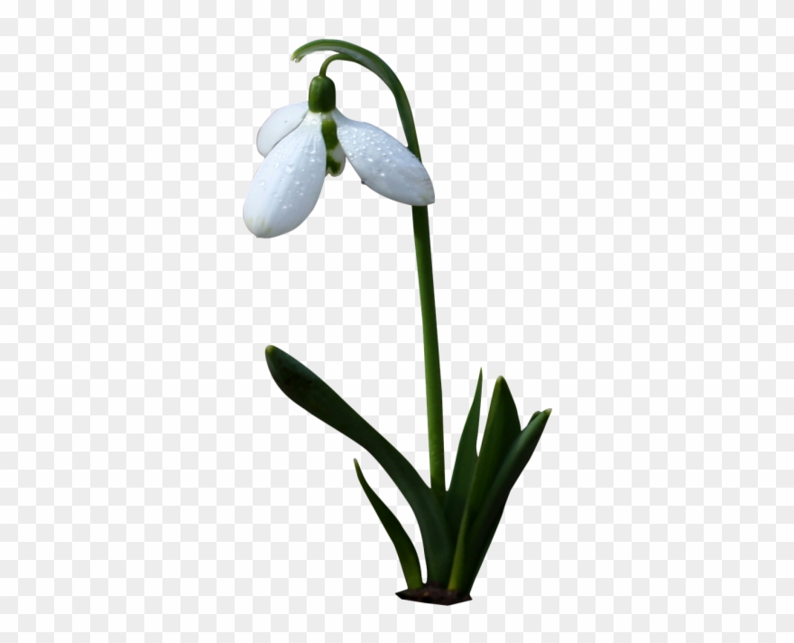 Bell White,gėlė,balta Gėlė,pavasaris,laukinė Gėlė,varpai,png Clipart