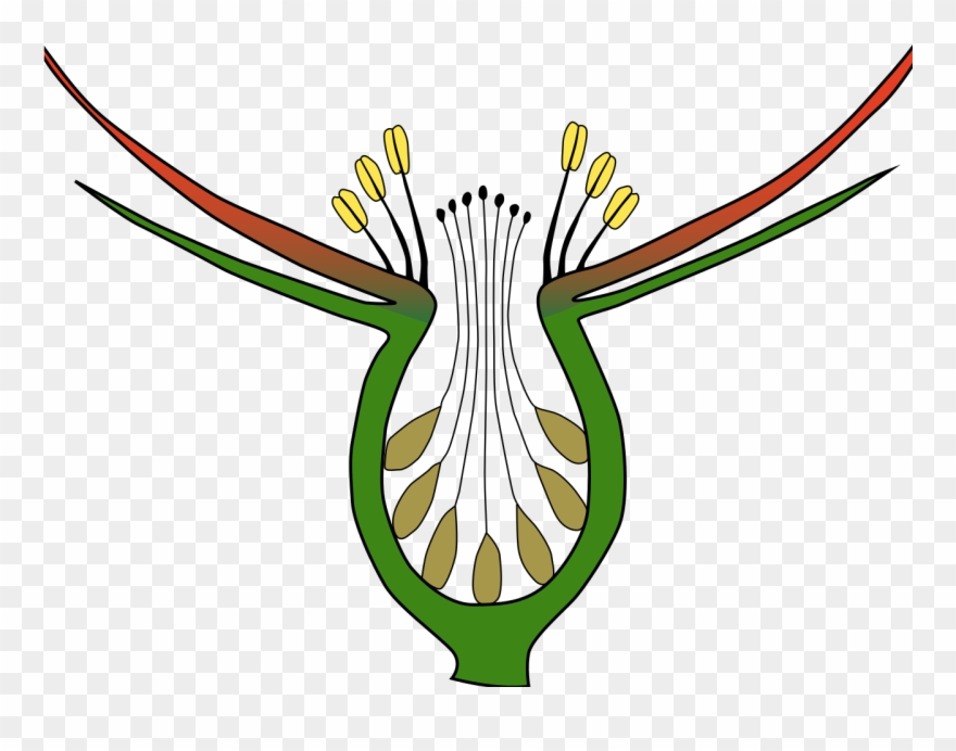Longitudinal Section Showing Achene Formation And Hypanthium Clipart