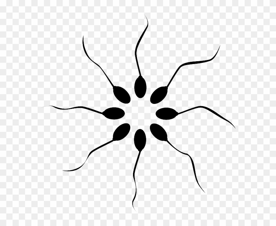 Sperms, Swimmers, Tail, Cell, Head, Circle, Symmetric Clipart