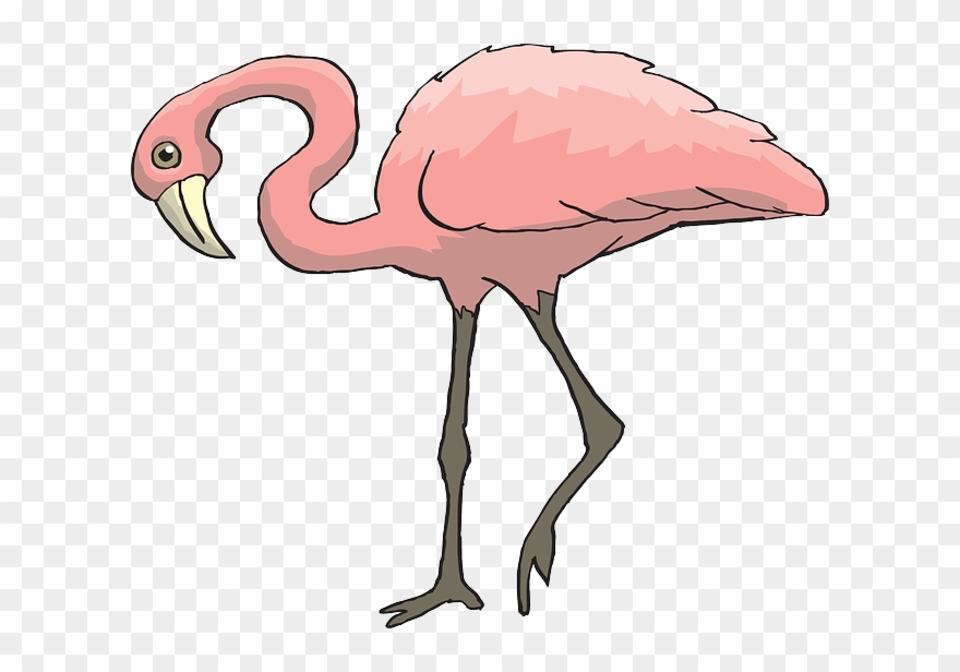 Curious Pink, Bird, Flamingo, Long, Neck, Animal, Beak, Clipart