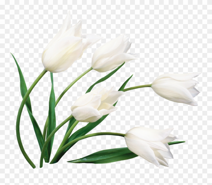 Poker Clipart Pinochle - Png Download