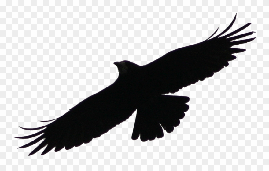 Clip Art Icon Style Illustration Of An Angry Raven - Png Download