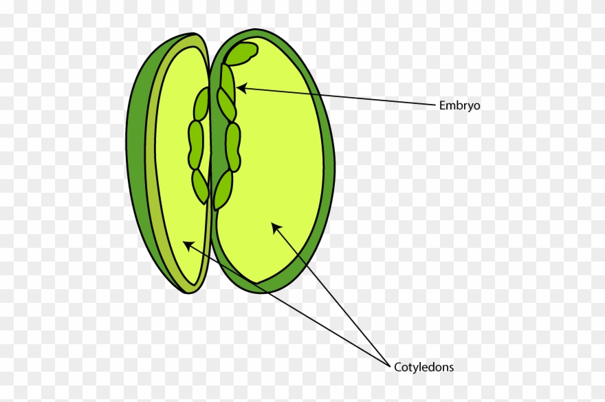 Seed Parts Diagram - Inside A Radish Seed Clipart