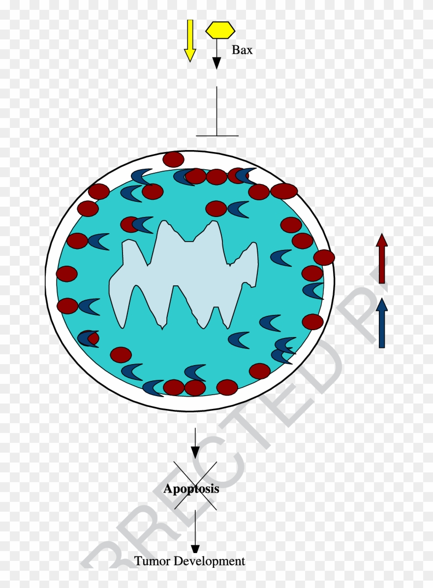Aberrant Bax, Bcl 2 And Bcl Xl Expression In Oesophageal Clipart