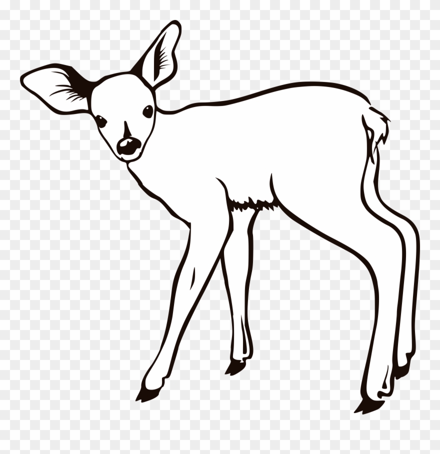 Deer Clipart Fawn - Doe Coloring Page - Png Download