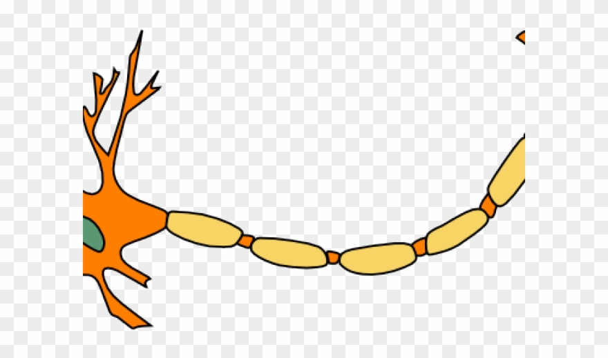 Neuron Clipart Clip Art - Motor Neuron Not Labeled - Png Download