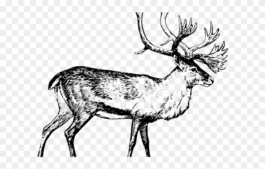 Caribou Clipart Clip Art - Caribou Clipart - Png Download
